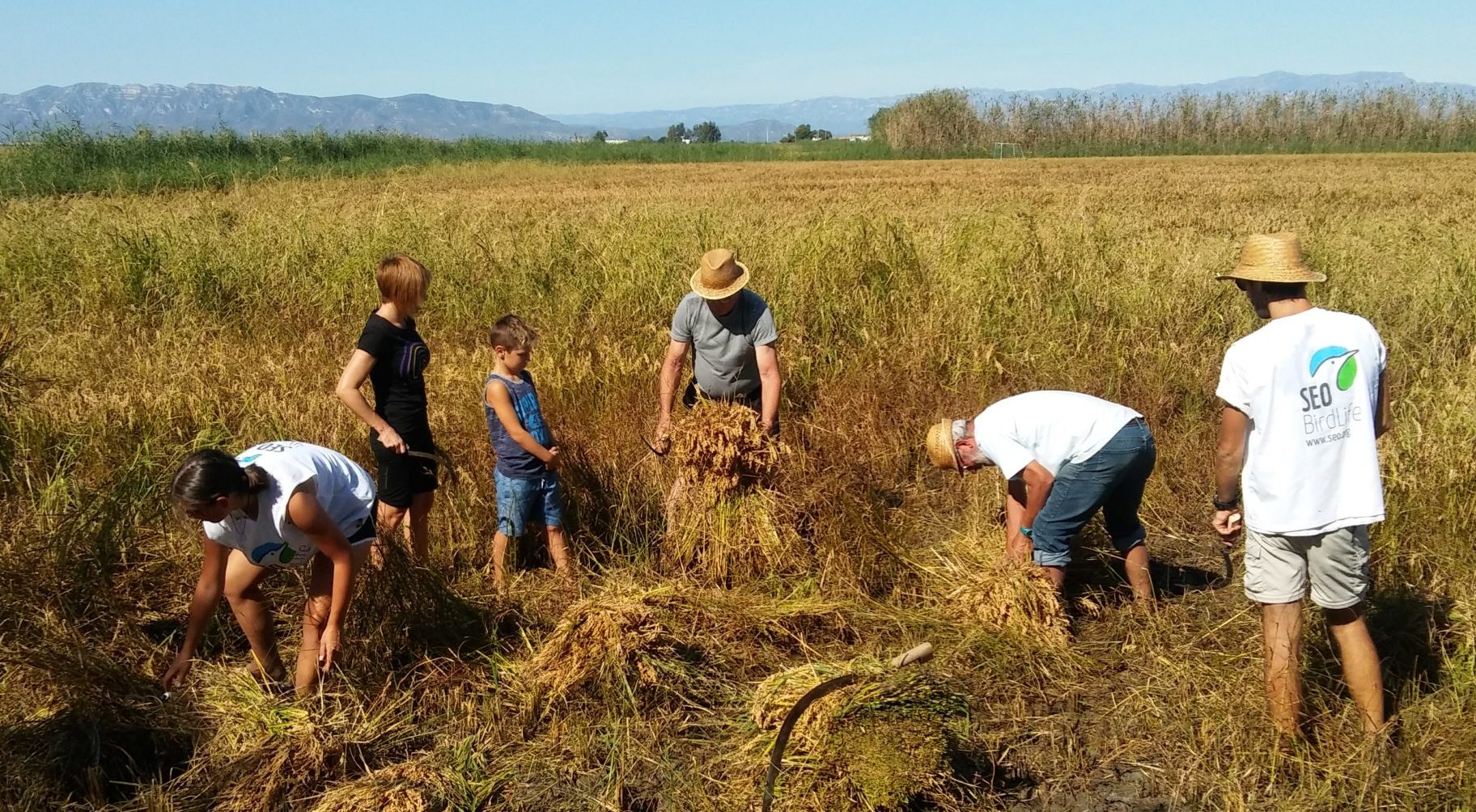 Riet Vell, pioners en producció d’arròs ecològic