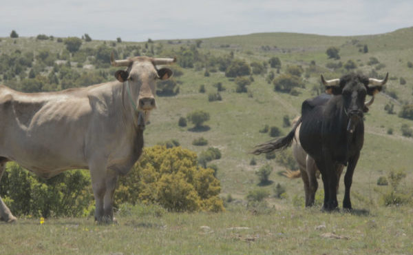 Carn Natural, una aposta per la sostenibilitat i l’ecologia